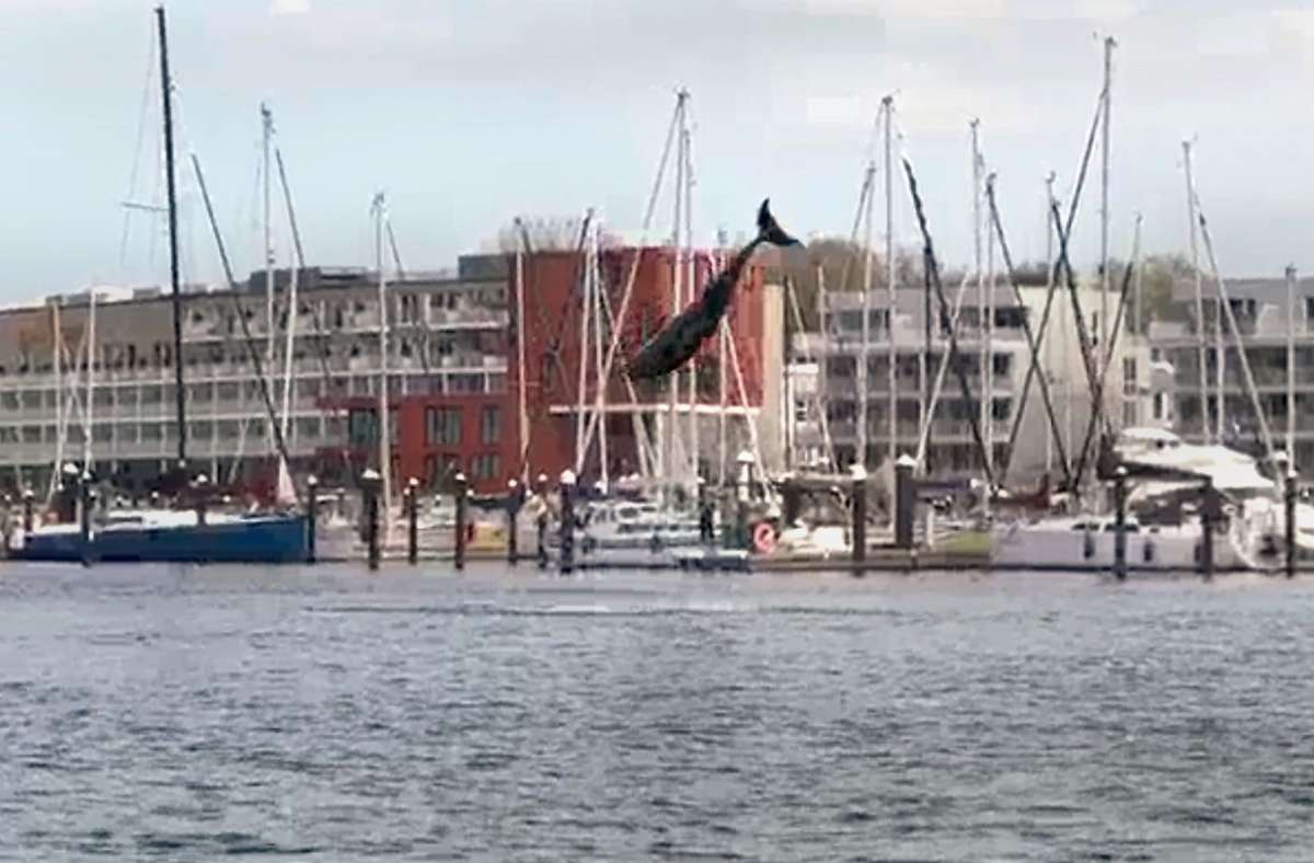 Seltener Gast: Delfin springt in Lübecker Bucht durch das Wasser