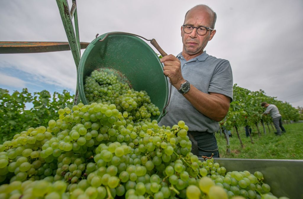 Die Trauben für den Sektgrundwein sind schon reif: Erste Weinernte in Esslingen