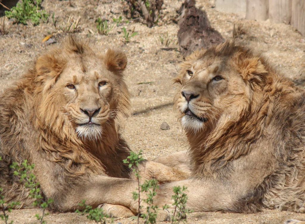Mit dem Brüderpaar Kajal und Shapur sind im März 2017 wieder Löwen in die Wilhelma eingezogen.