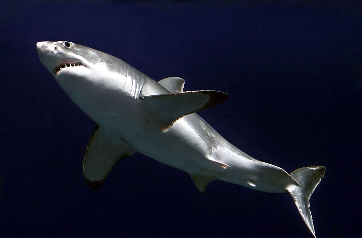 Wegen Hai-Fehlalarmen vor Gericht: Mann  in Australien soll Peilsender eines Weißen Hais gestohlen haben