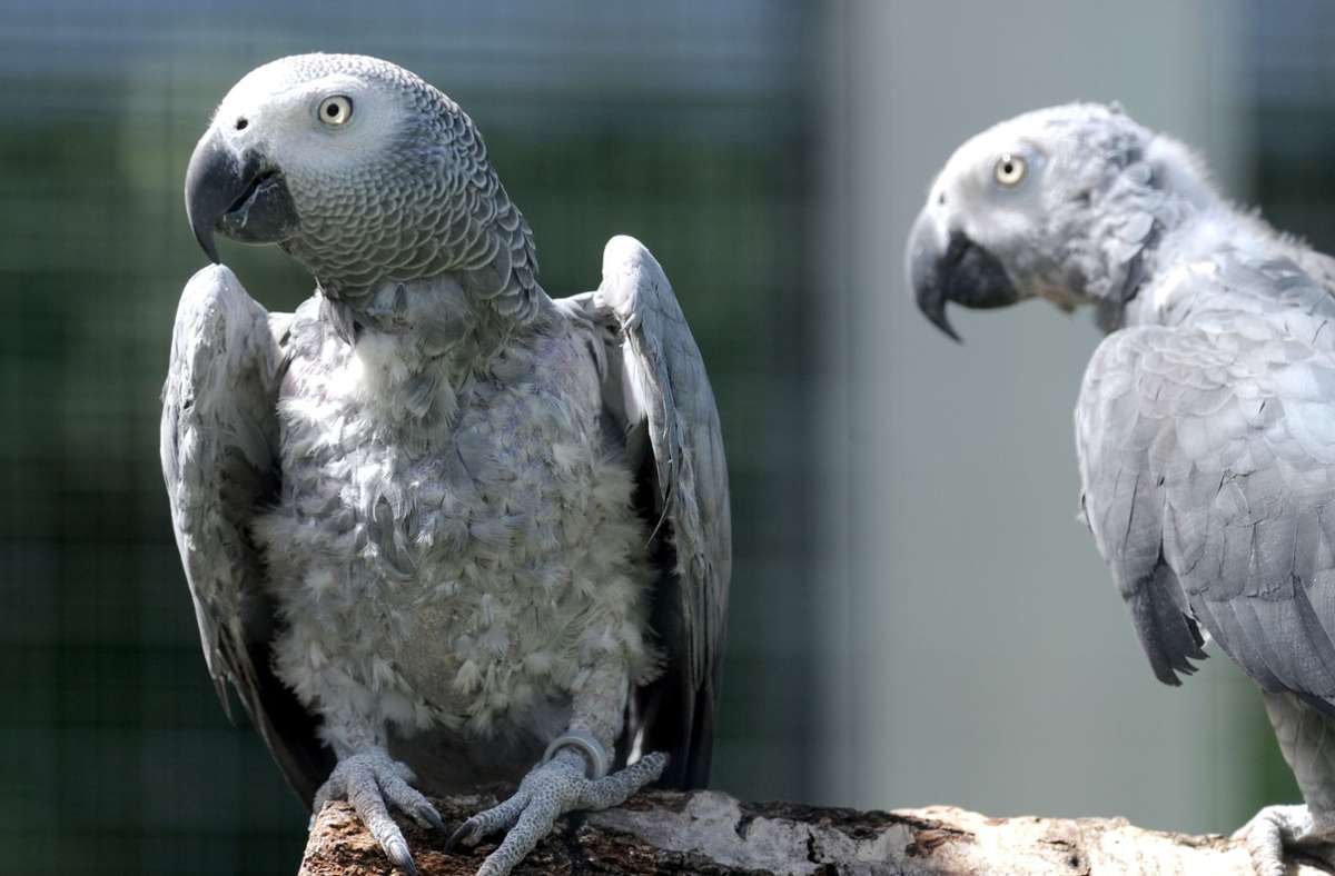 Fluchende Papageien in England: Ein „fuck off“ zu viel – Zoo trennt Billy, Eric, Tyson, Jade und Elsie