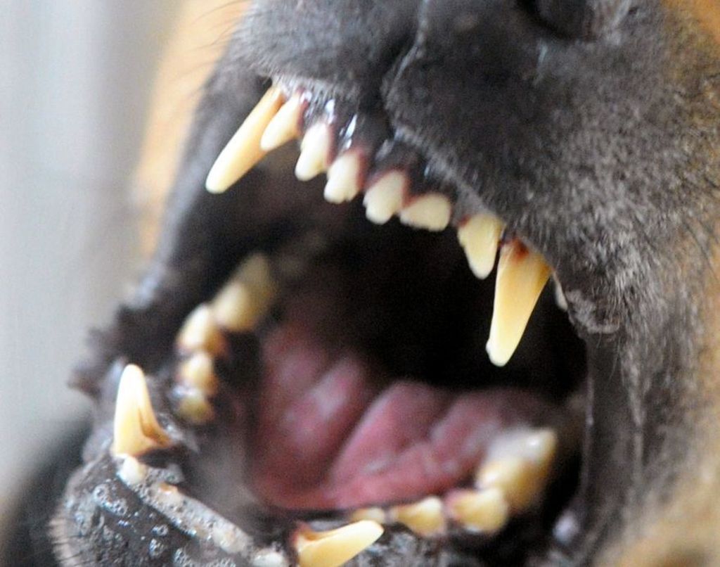 Polizei spricht von schrecklichen Szenen: Hund beißt 72-Jährige tot