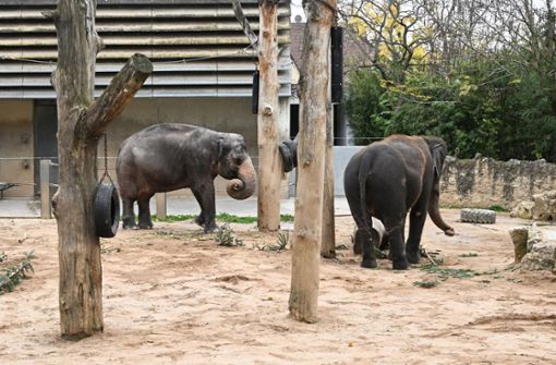 Die beiden   Elefantenkühe Pama und Zella werden in der alten Anlage ihren Lebensabend verbringen. Die Wilhelma plant eine neue Anlage mit Asiatischen Elefanten im Bereich des heutigen Schaubauernhofes. Foto: dpa/Bernd Weißbrod