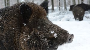 Wildschwein auf  Schulgelände eingesperrt – und später getötet