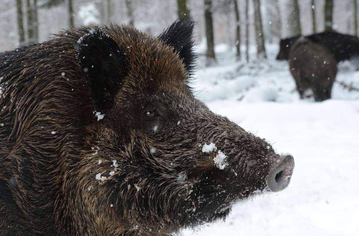Aufregung in Heidelberg: Wildschwein auf  Schulgelände eingesperrt – und später getötet