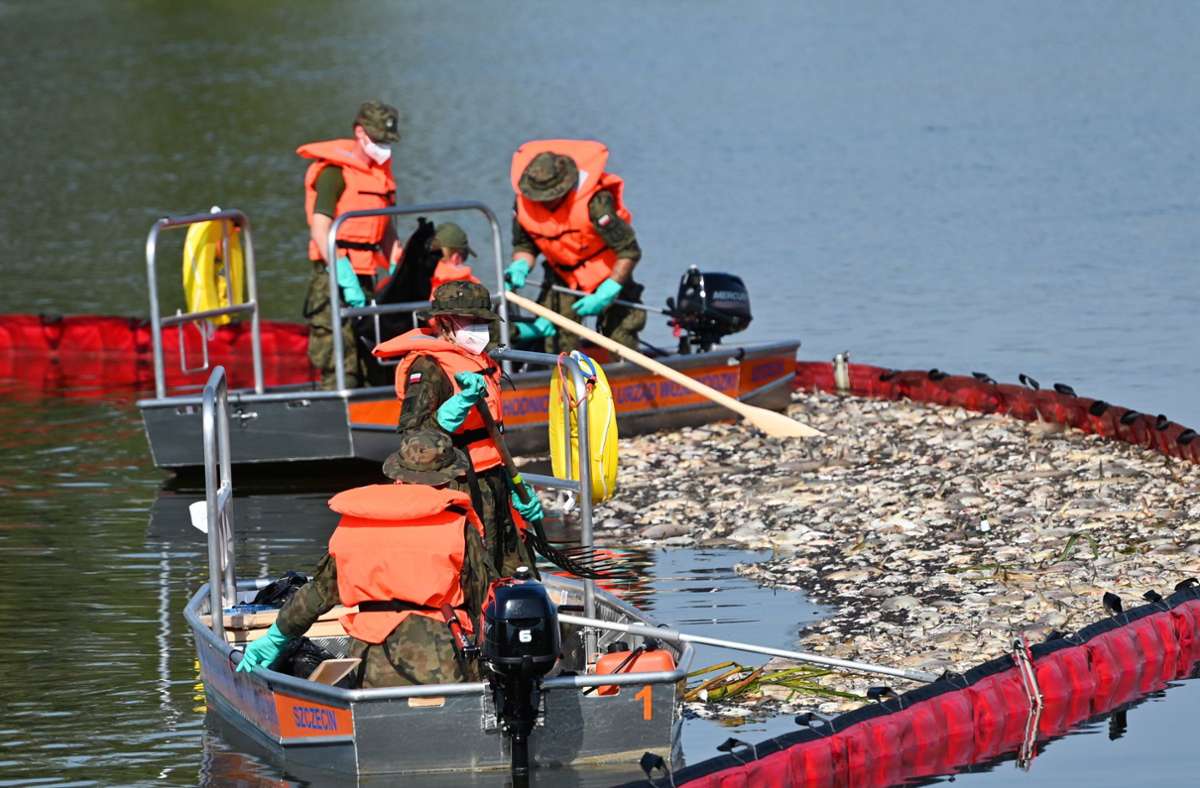 Fischsterben in der Oder: Die Suche nach der Ursache geht weiter – was bisher bekannt ist
