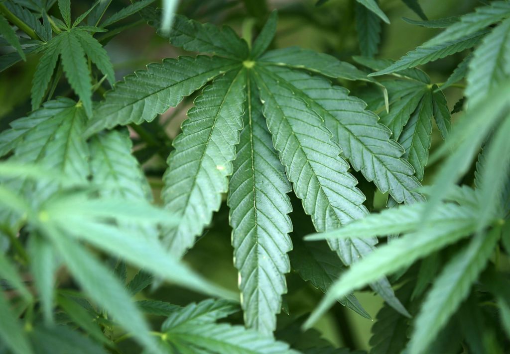 Polizei erntet Cannabis-Plantage in Maisfeld ab