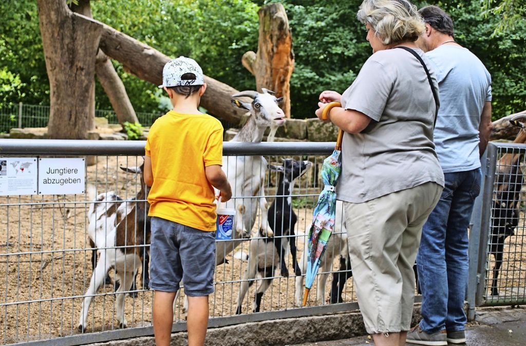 Nymphaea-Sommerfest auch bei Regen gut besucht – Tierpark arbeitet an Lösung für Parkprobleme: Andrang bei Ziegen und Streifenhörnchen