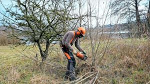 Naturschutzbund pflegt Biotope in Wernau: Arbeitseinsatz an den Baggerseen