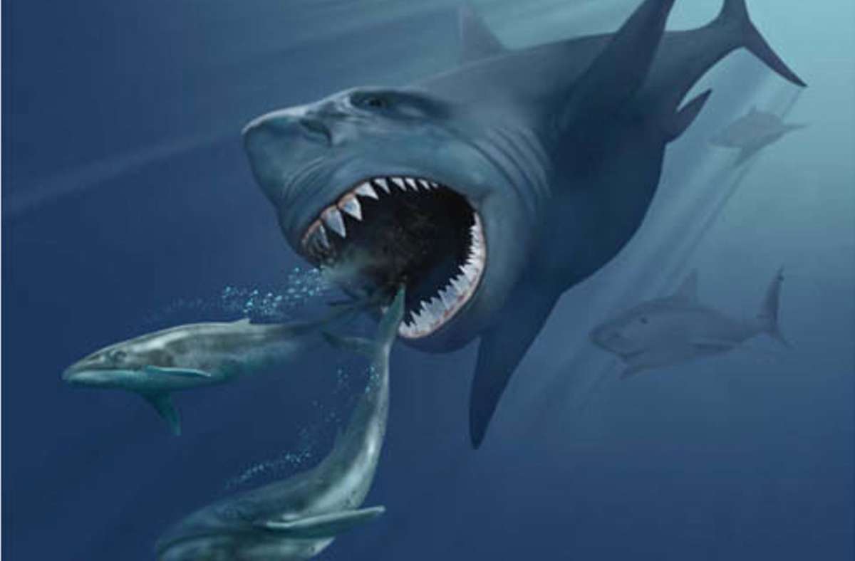 Größter Hai aller Zeiten: Riesen-Urzeithai Megalodon  war 15 Meter lang