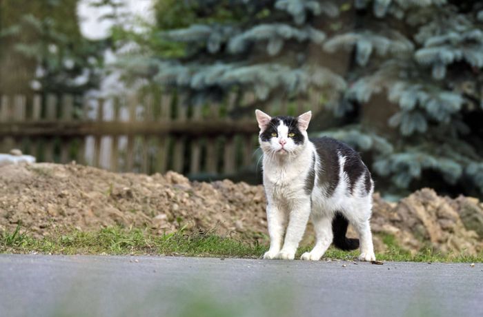 Forderung für Stuttgart: Freigänger-Katzen sollen kastriert werden
