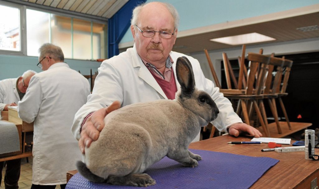 Preisrichter Franz Holl begutachtet ein Rex-Kaninchen. Foto: Ait Atmane