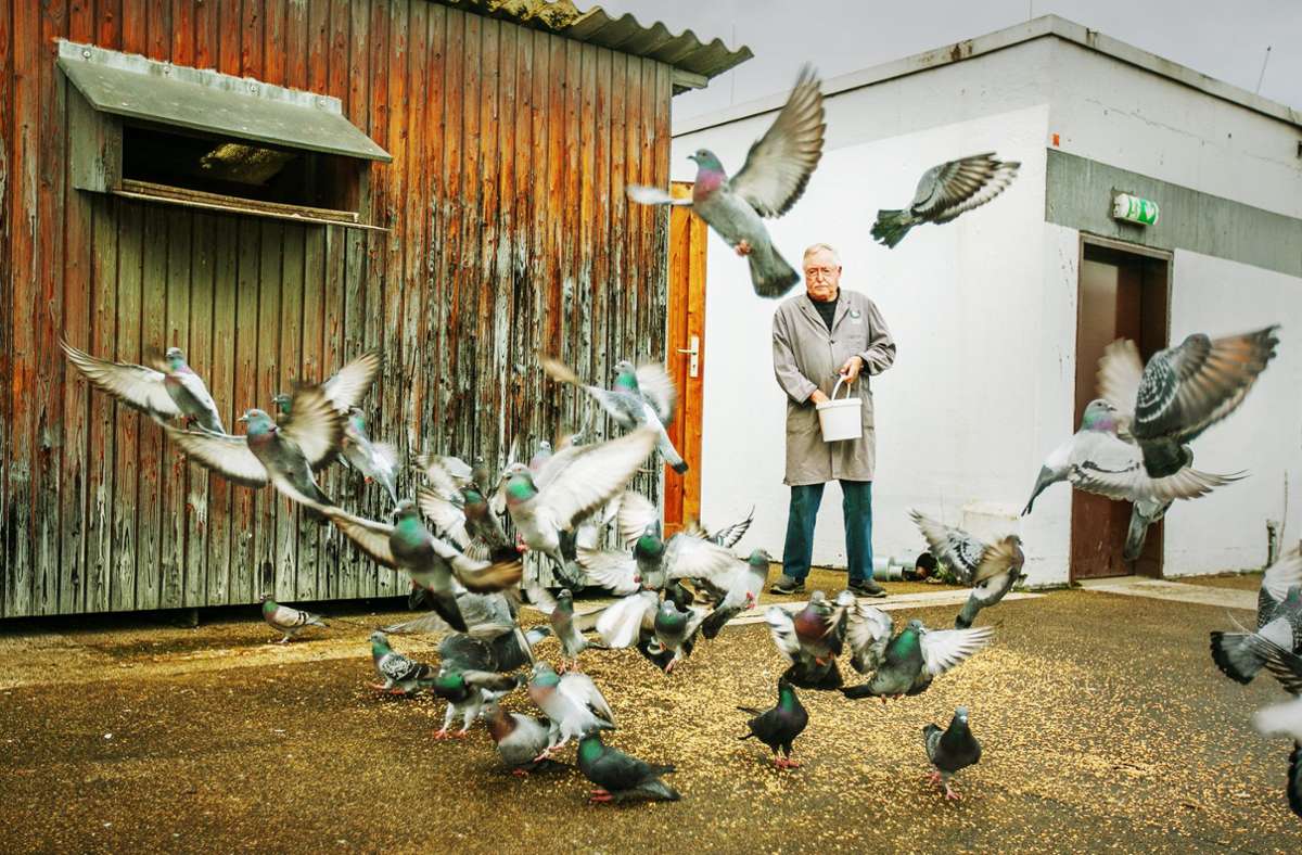 Lieber die Taube in der Hand als ein Taubenproblem in der Stadt:  Horst Müller ist von seiner Methode überzeugt.