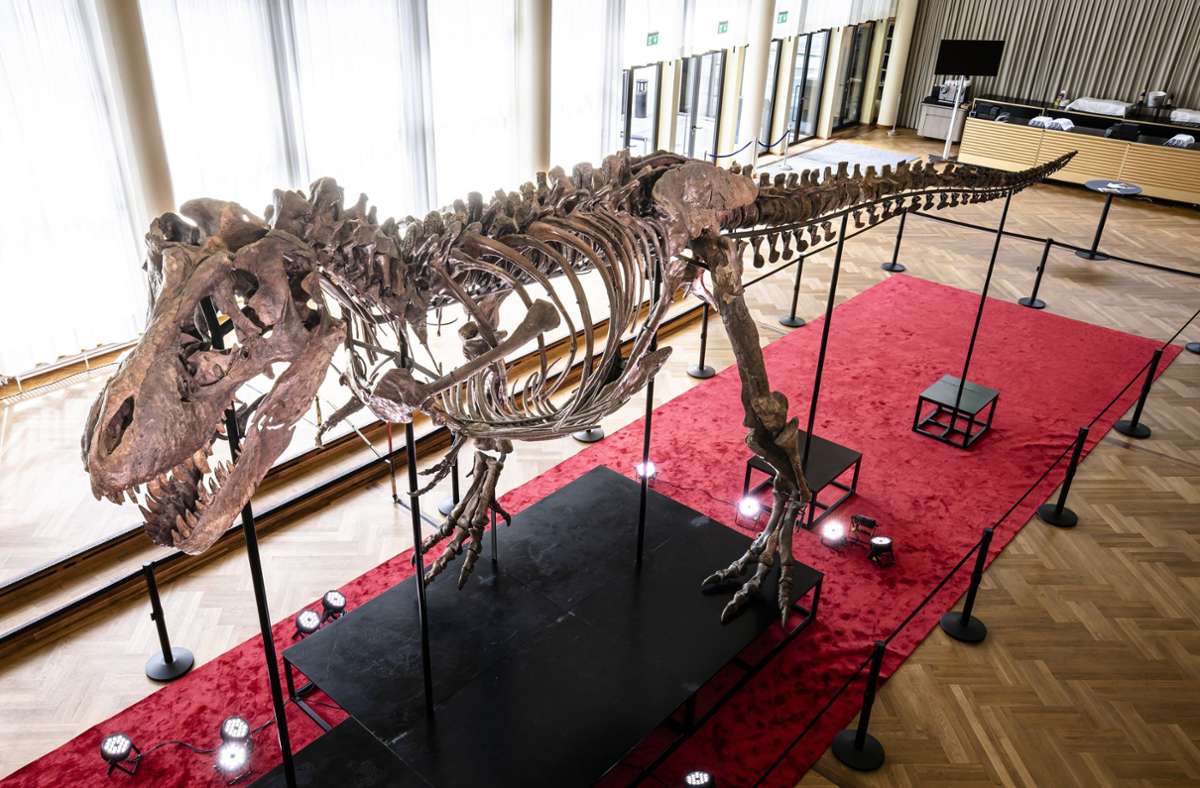Kassenschlager unter den Dinosauriern: T. rex-Skelett wird in Zürich versteigert