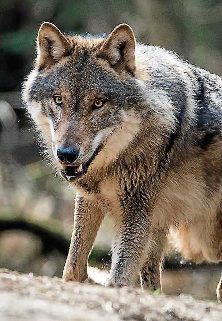 Verdacht bestätigt: Wolf reißt Rotwild bei Freudenstadt