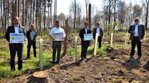 4775 neue Baumsetzlinge in Gemeindewäldern gepflanzt
