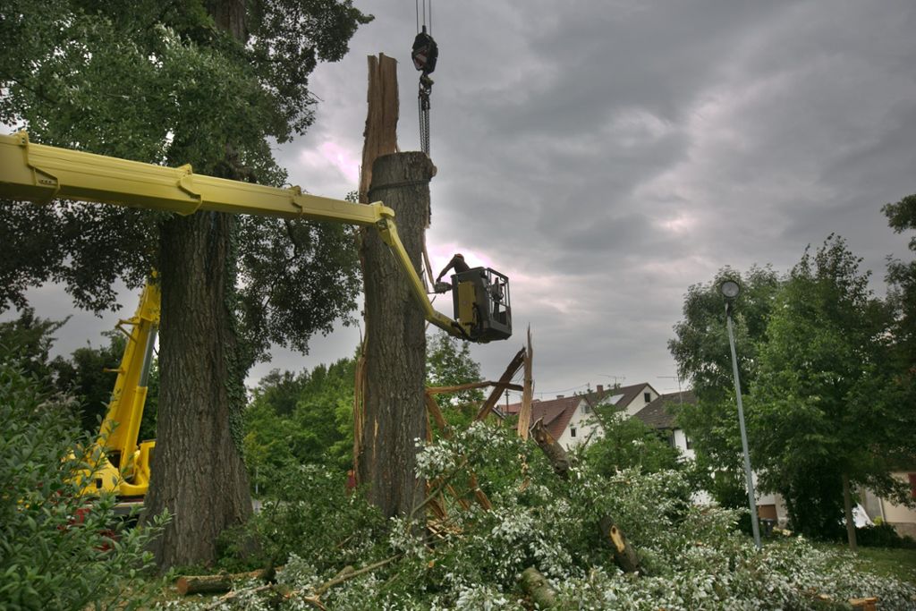 150 Jahre alter Baum in Köngen muss nach Blitzschlag gefällt werden: Äste durch die Luft katapultiert