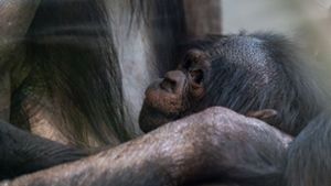 Bonobo-Baby erblickt die Welt
