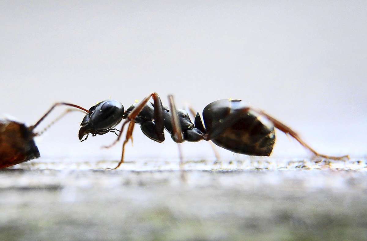 Ungeziefer in der Mietwohnung: Ameisen und Co. als Untermieter