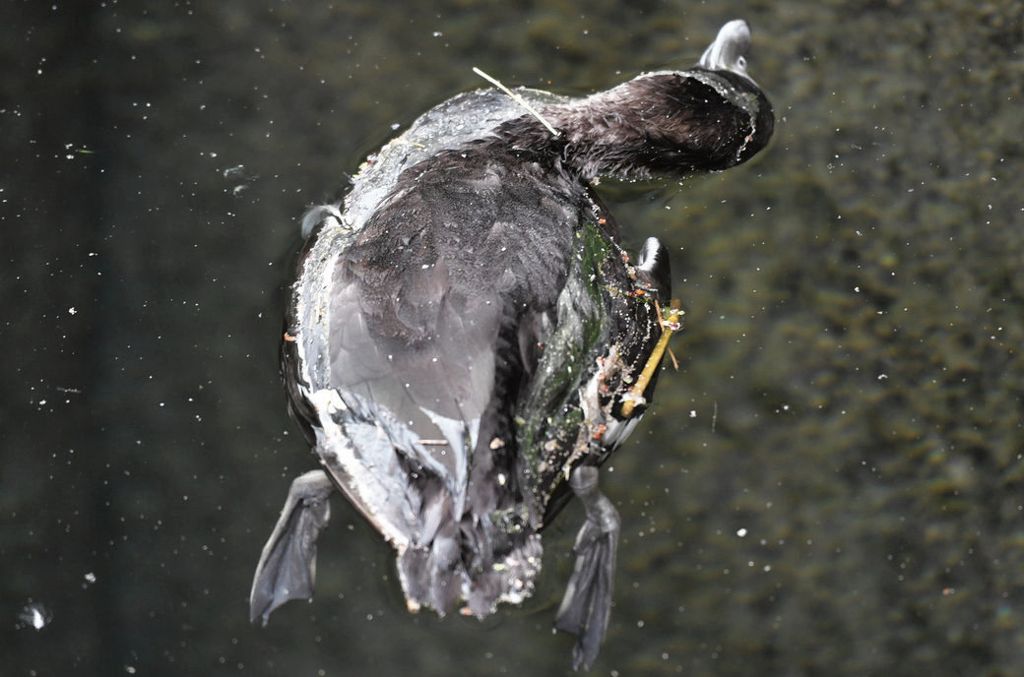Reiherenten sterben an einer gefährlichen Form der Krankheit - Debatte über Schutzmaßnahmen: Vogelgrippe am Bodensee bestätigt