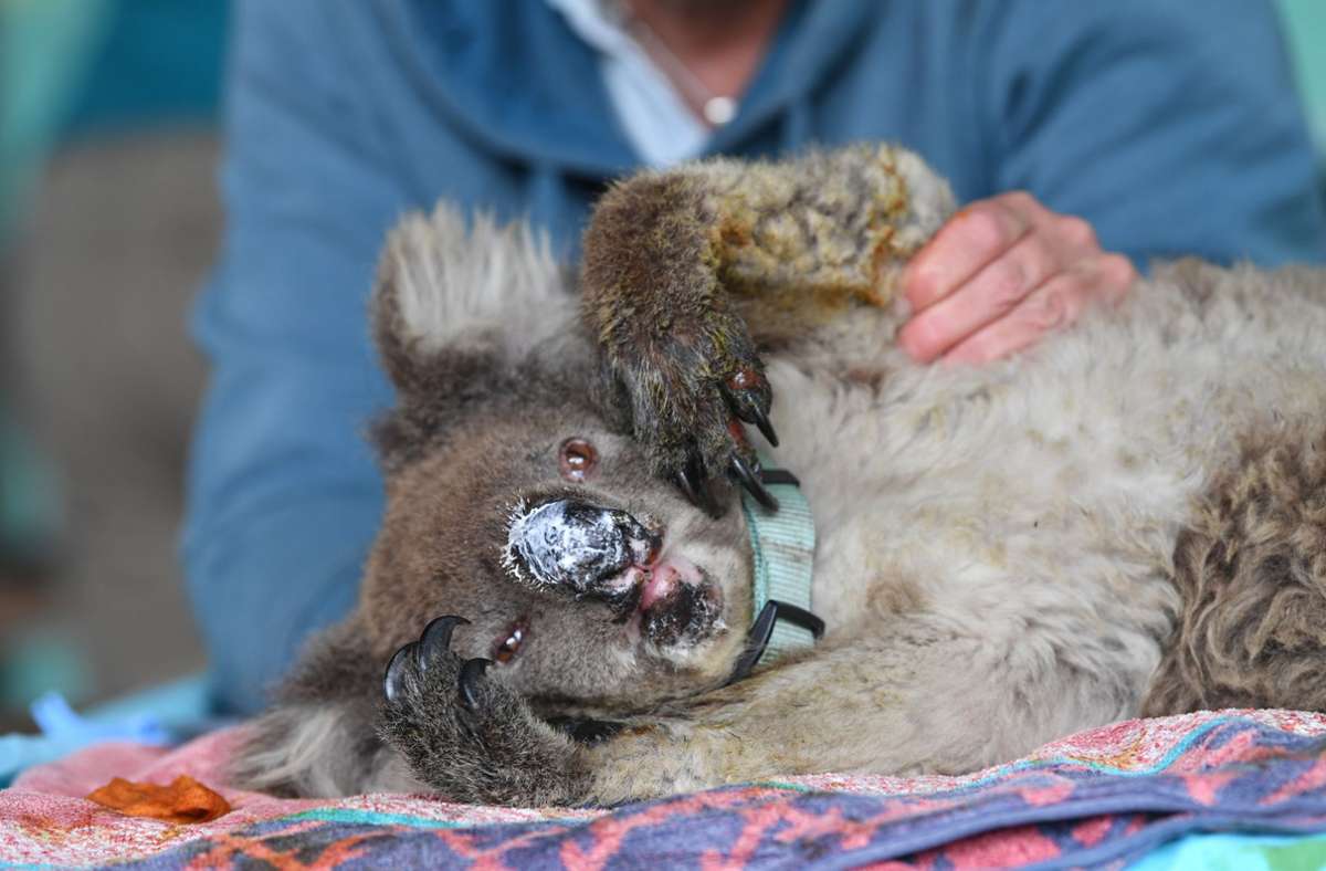 Waldbrände in Australien: Zehntausende Koalas mussten unter Buschfeuern  leiden