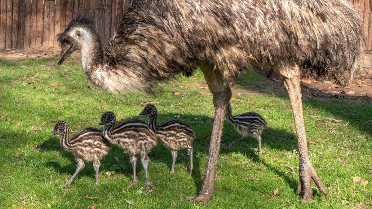 Emu-Vater Strolch kümmert sich um die vier Jungvögel in der Wilhelma, die aus grünen Eiern geschlüpft sind.