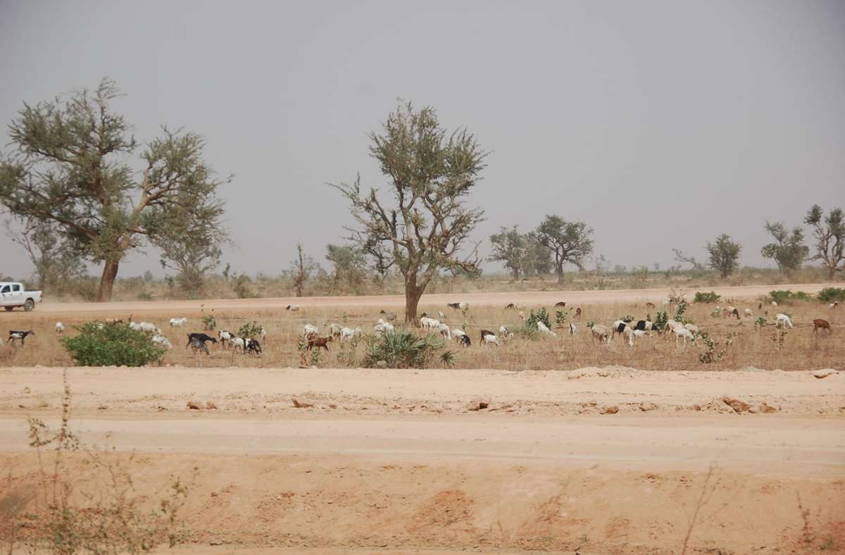 Der rot-braune Sand prägt das Landschaftsbild im Niger.