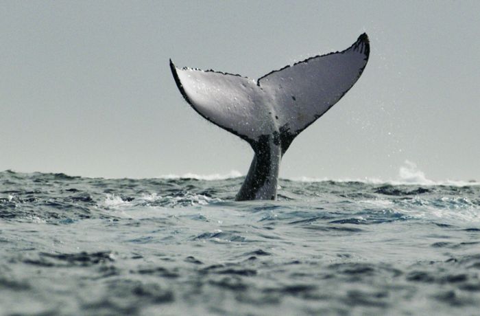 Miniserie über Wale bei Disney+: Mit James Cameron in der  Welt der Meeressäuger