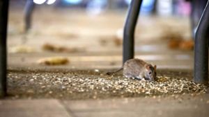 Hat Stuttgart ein Rattenproblem?