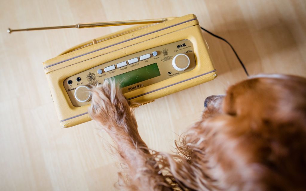 Klassik und Hippie-Songs für den besten Freund des Menschen: „Hallo Hasso“ - Radioprogramm mit Musik für Hunde