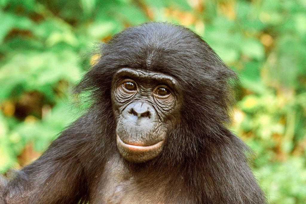 Turbulente Tage für Bonobo-Mann Mobikisi: Zwei neue Bonobo-Damen in der Wilhelma