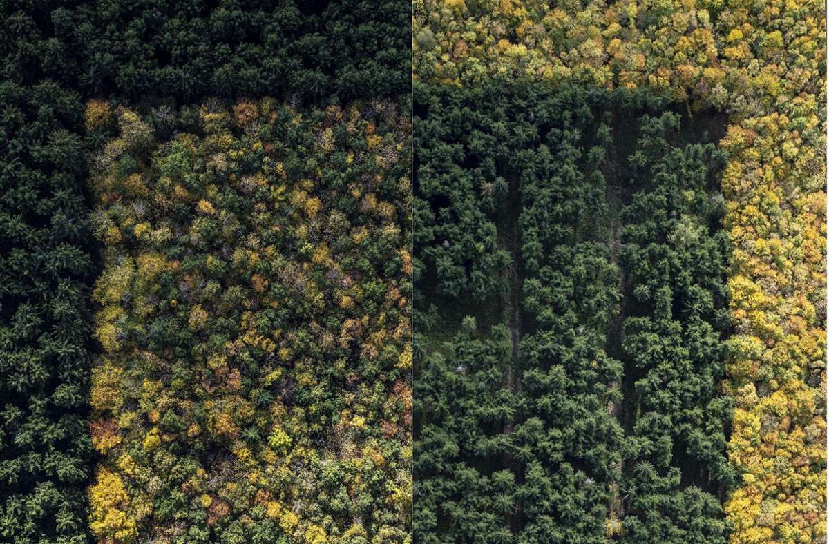 Ein Herbstwald  aus der Sicht von Stephan Zirwes Foto: Stephan Zirwes