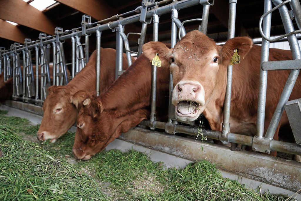 Seit Generationen züchtet die Familie Haller in Hegenlohe Rinder der französischen Rasse Limousin.  Fotos: Rudel