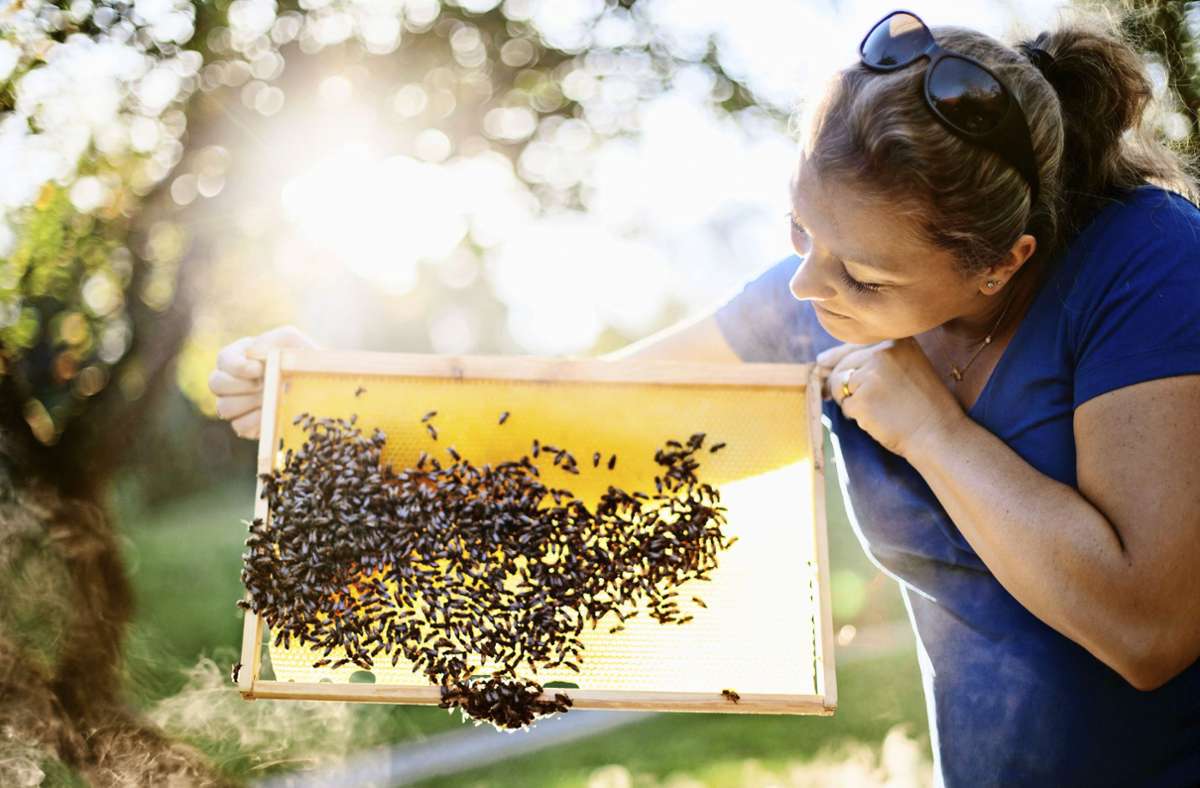 Weltbienentag: „Bienen sind unter den Top 3 der Nutztiere“