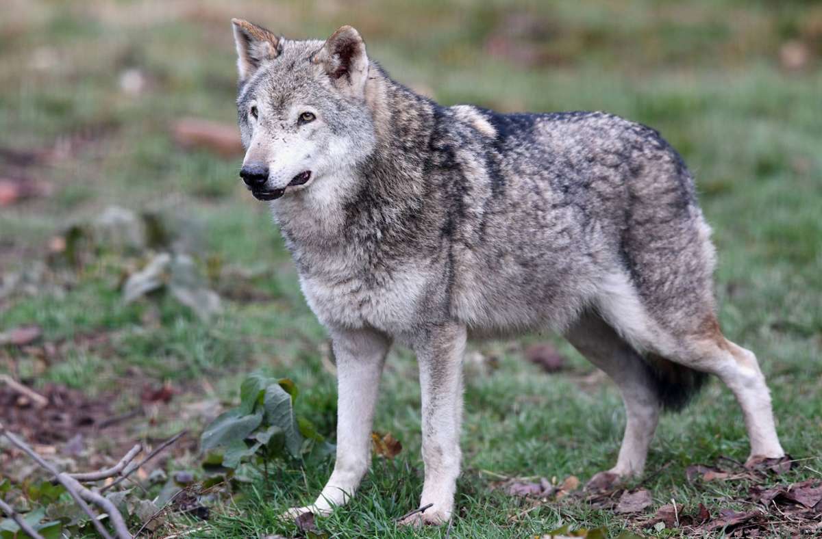 Der Wolf dürfe sich „nicht unkontrolliert“ ausbreiten, fordert die Fraktion der FDP und DVP im Landtag. Foto: imago/Ulmer Pressebildagentur
