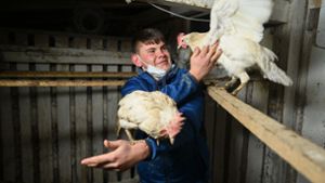17-Jähriger schenkt Hühnern aus Massentierhaltung ein zweites Leben