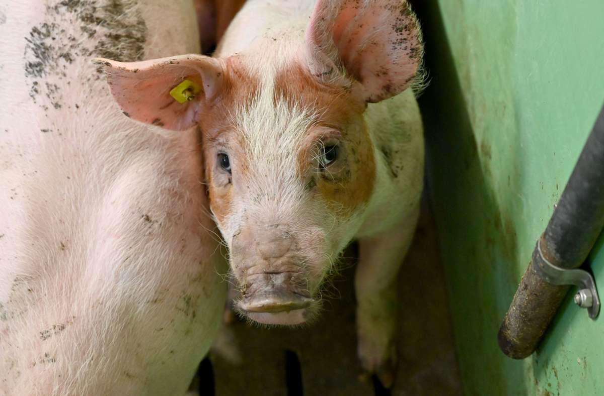 Die Ursache des Schweinepest-Ausbruchs ist unklar (Symbolbild). Foto: dpa/Carsten Rehder