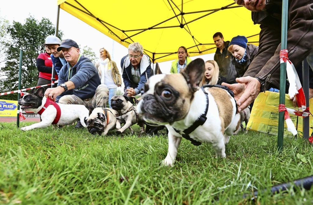 Verzückte Zuschauer beim Mops- und Bulldoggenrennen in Wernau: Möpse rennen in Wernau