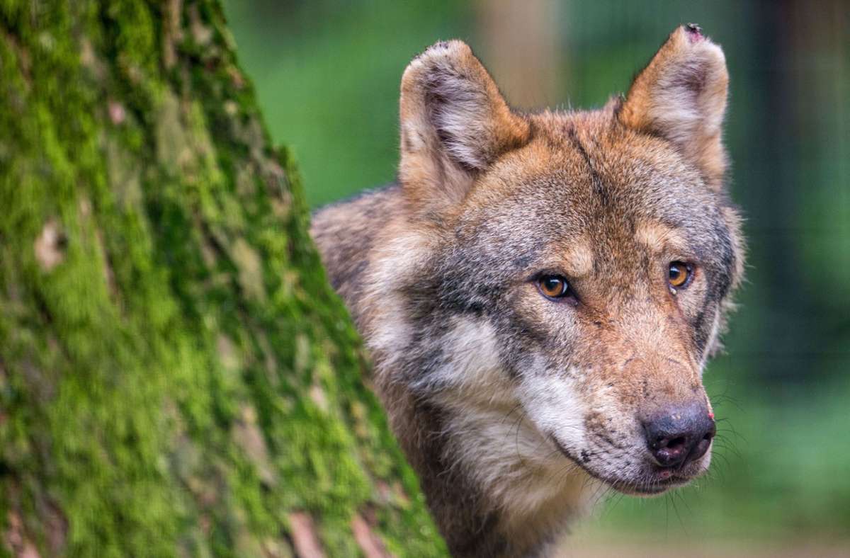 Odenwald: Tote Schafe gehen auf Konto eines Wolfs
