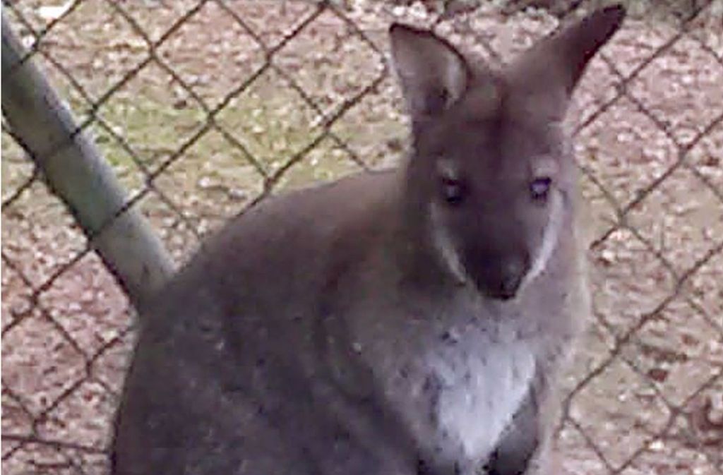 Tierisches aus dem bayerischen Cham: Entlaufenes Känguru ist wieder zu Hause