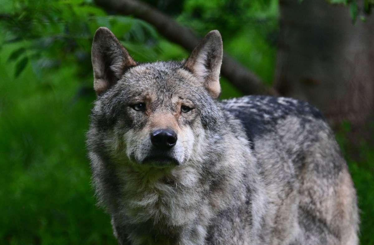 Wiesensteig: Erneut Wolf gesichtet