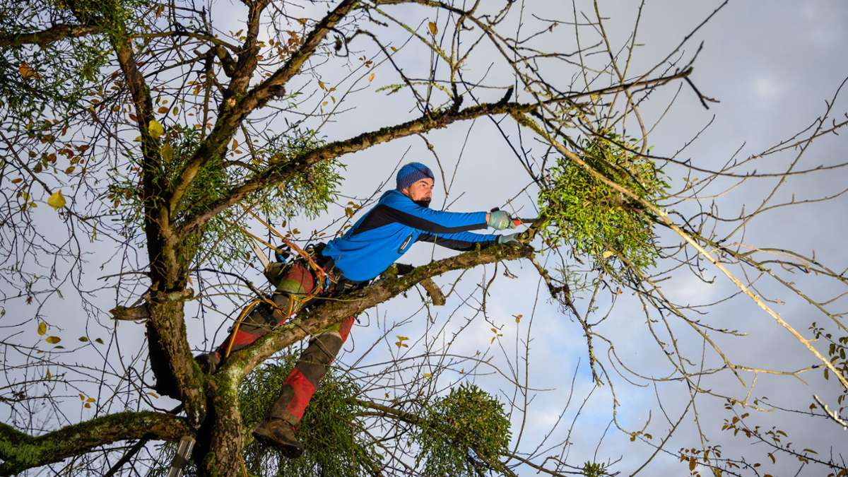 Mistelaktion in Schnait und Beutelsbach: Obstbäume von Schmarotzern befreit