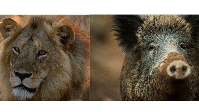 Safari in Berlin: War der Löwe nur ein Wildschwein?