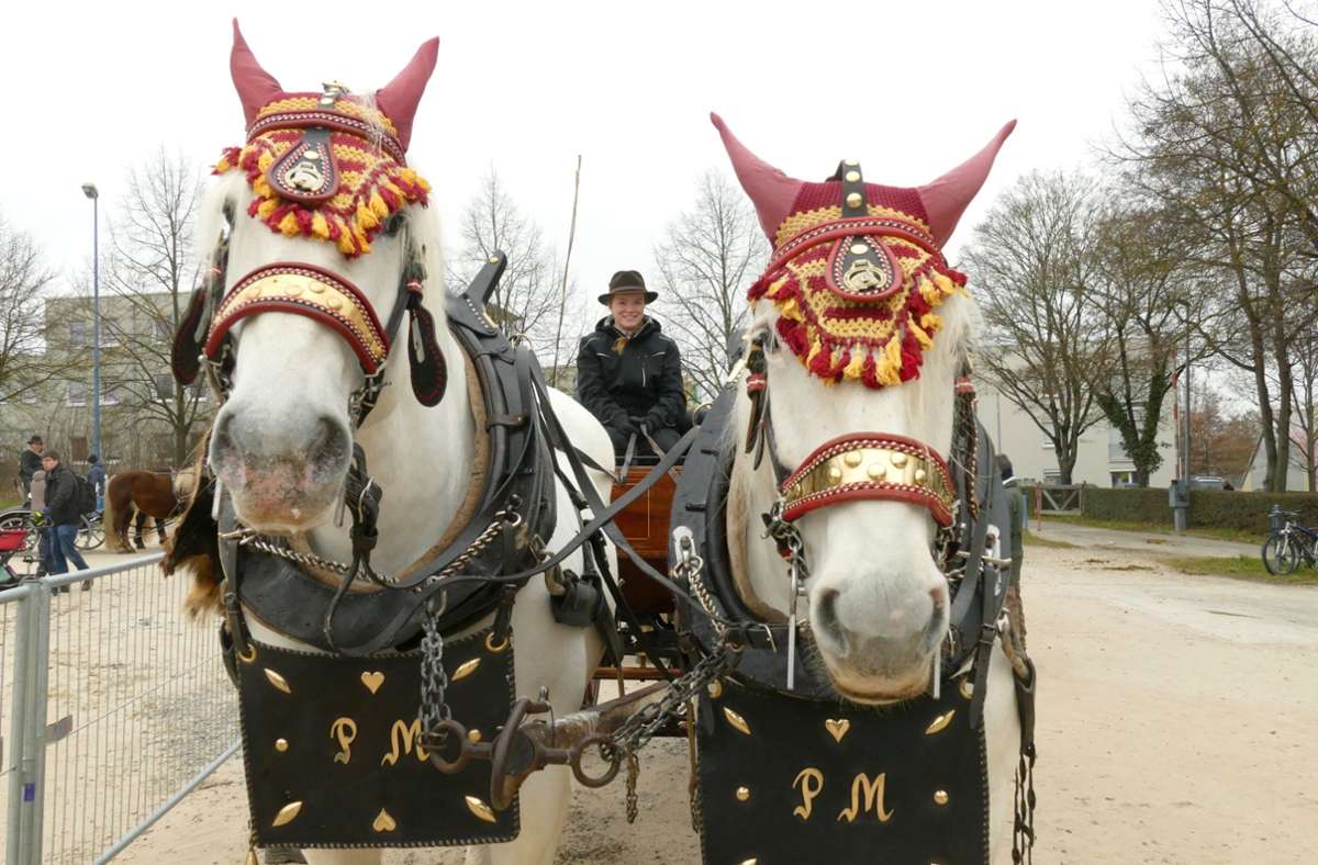 Ein Zweispanner aus Alfdorf mit prachtvollen Pecheron-Pferden bei der Prämierung der Gespanne auf dem Bernhäuser Festplatz. Foto: Torsten Schöll