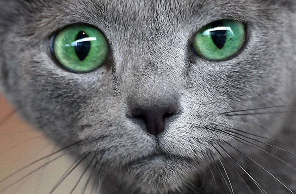 Glosse zum Leben in Corona-Zeiten: Katzenjammer im Homeoffice