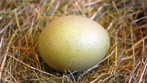Wie das Ei zu seiner Form kam