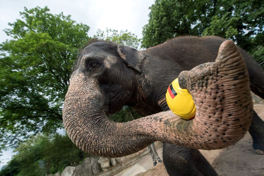 Elefantenkuh Zella gibt wieder das Fußballorakel