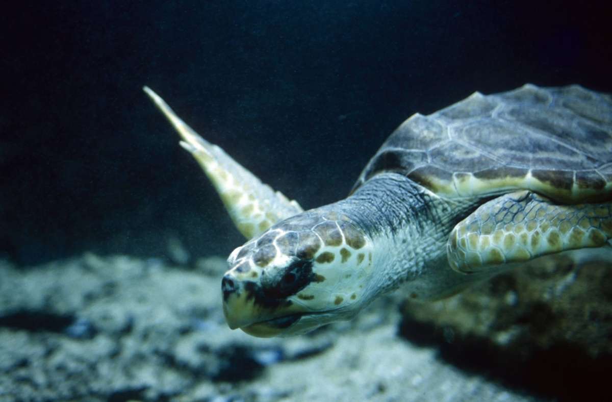 Bei Schildkröten verwächst Knochenmaterial zum Panzer – as führt zu den typischen Kreisen an dessen Oberfläche. Foto: imago/YAY Images
