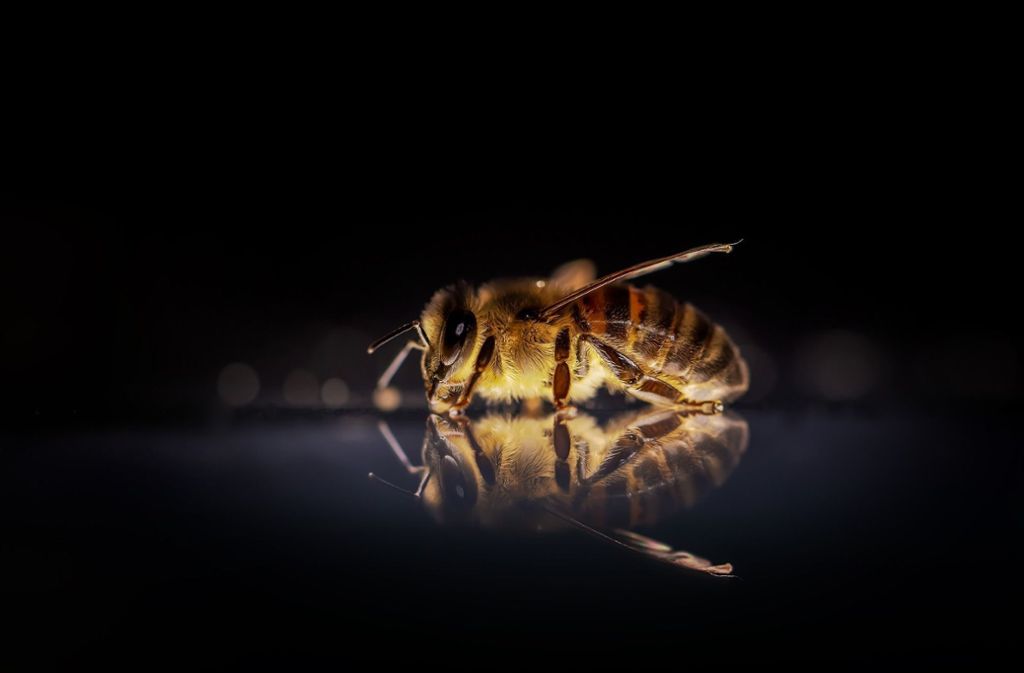 Der Stich einer Biene brachte in Owen eine Radlerin zu Fall (Symbolfoto). Foto: Pixabay
