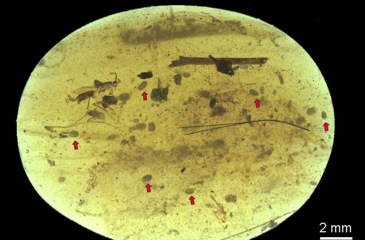 100 Millionen Jahre  in Bernstein: Forscher entdecken älteste Spermien der Welt